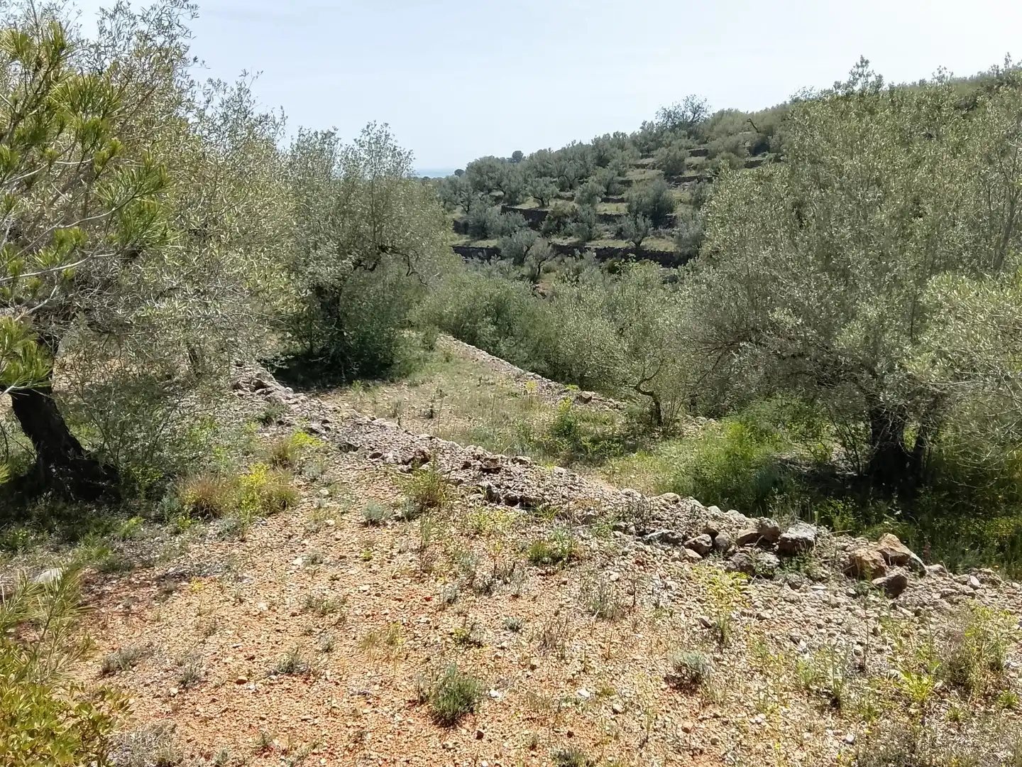 Rural land for sale in l'Aldea, imagen 5
