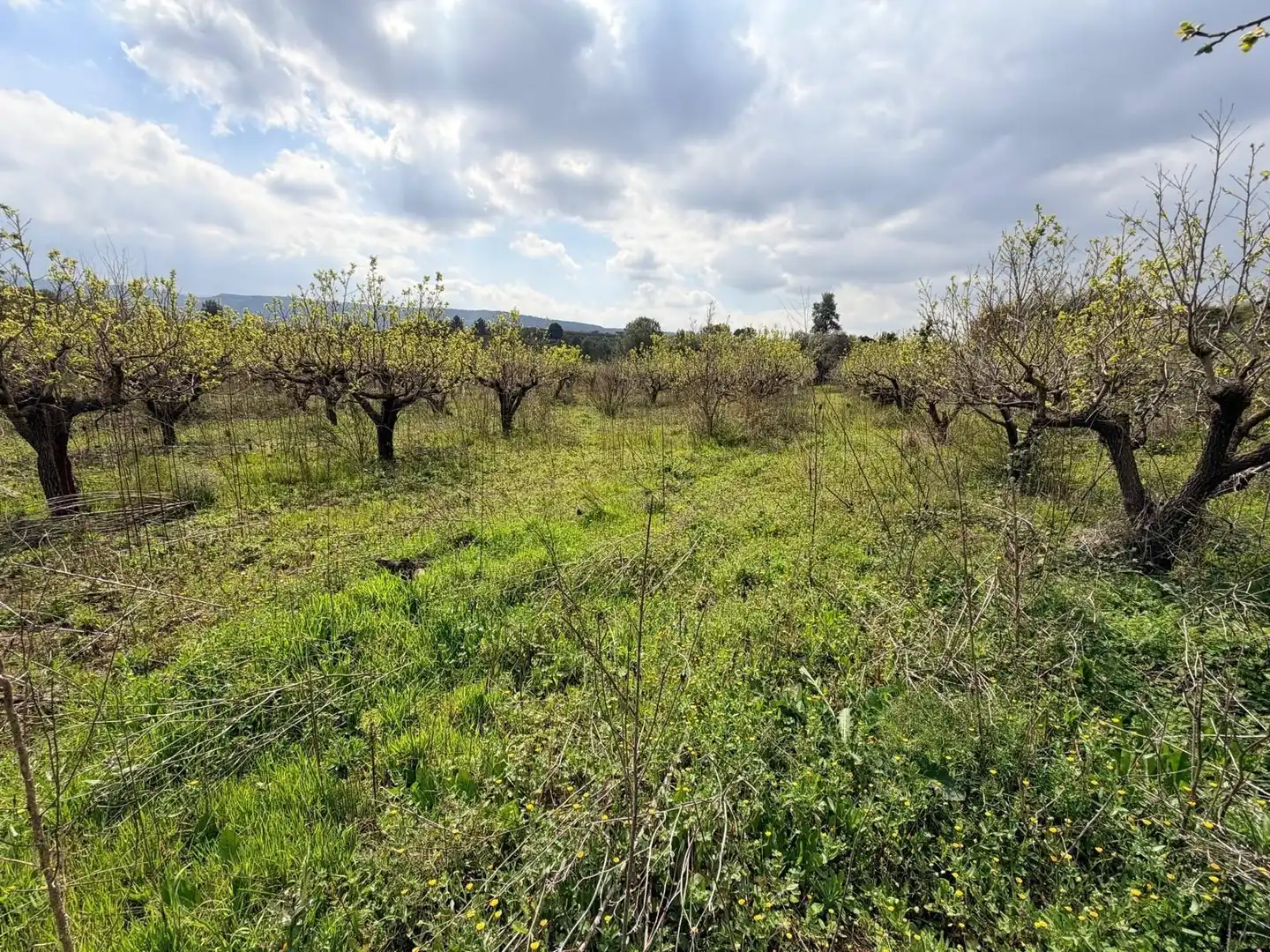 Rural land for sale in Benissoda, imagen 3