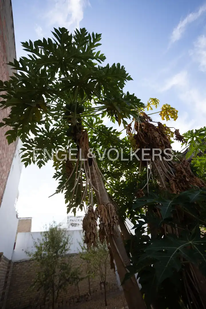 Vista exterior de Casa o chalet en venta en Los Palacios y Villafranca con Aire acondicionado, Calefacción y Jardín privado