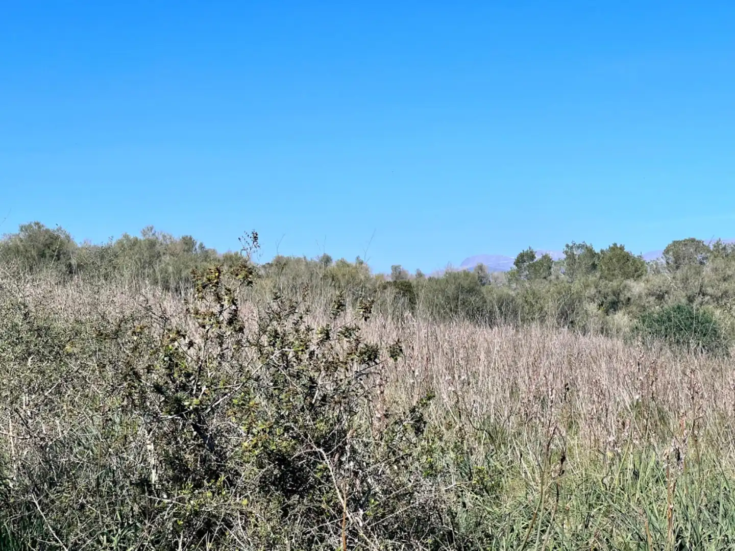 Finca rústica en venta en Petra