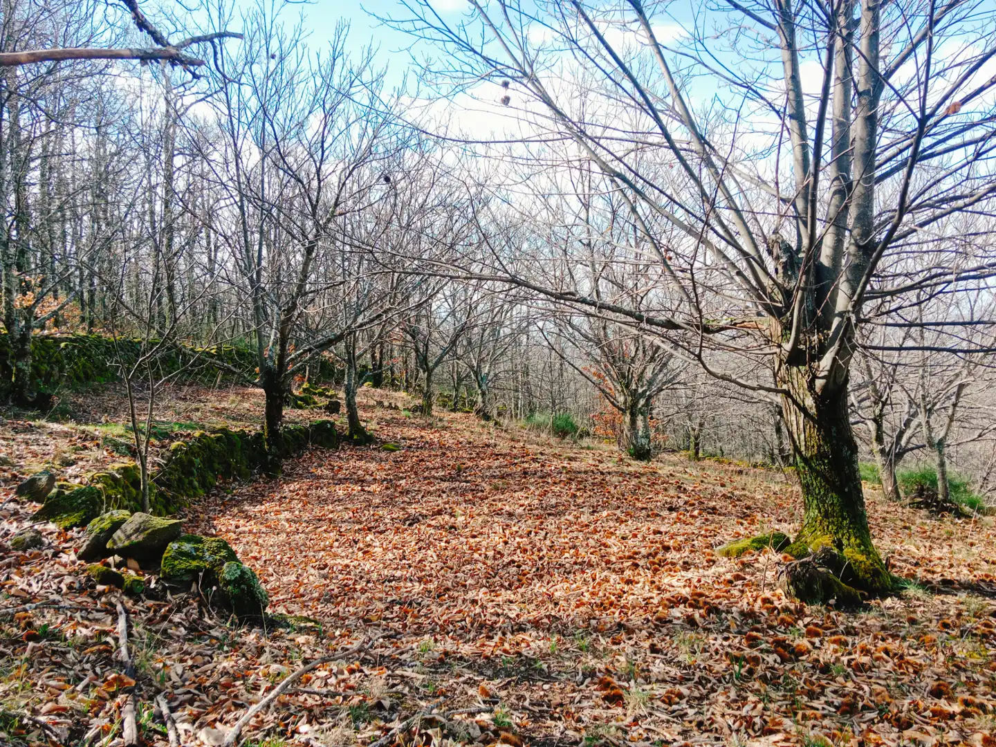 Terreni e lotti in vendita a Arroyomolinos de la Vera, imagen 30