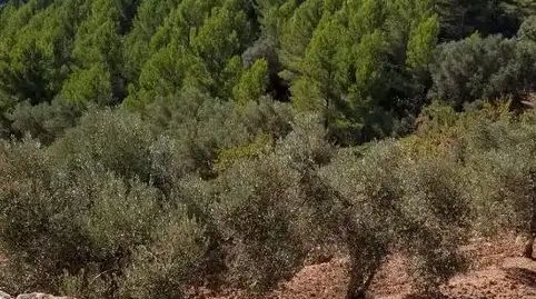 Foto 3 de Finca rústica en venda a Carrer Barcelona, Valletes - Xiribecs, Amposta