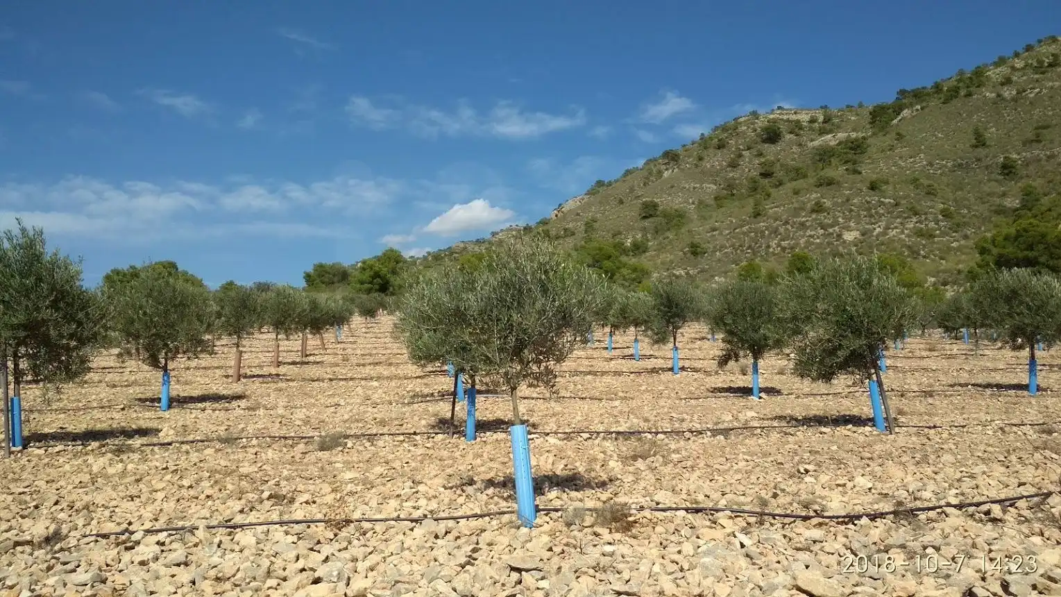 Terreny rústic en venda a La Romana, imagen 38
