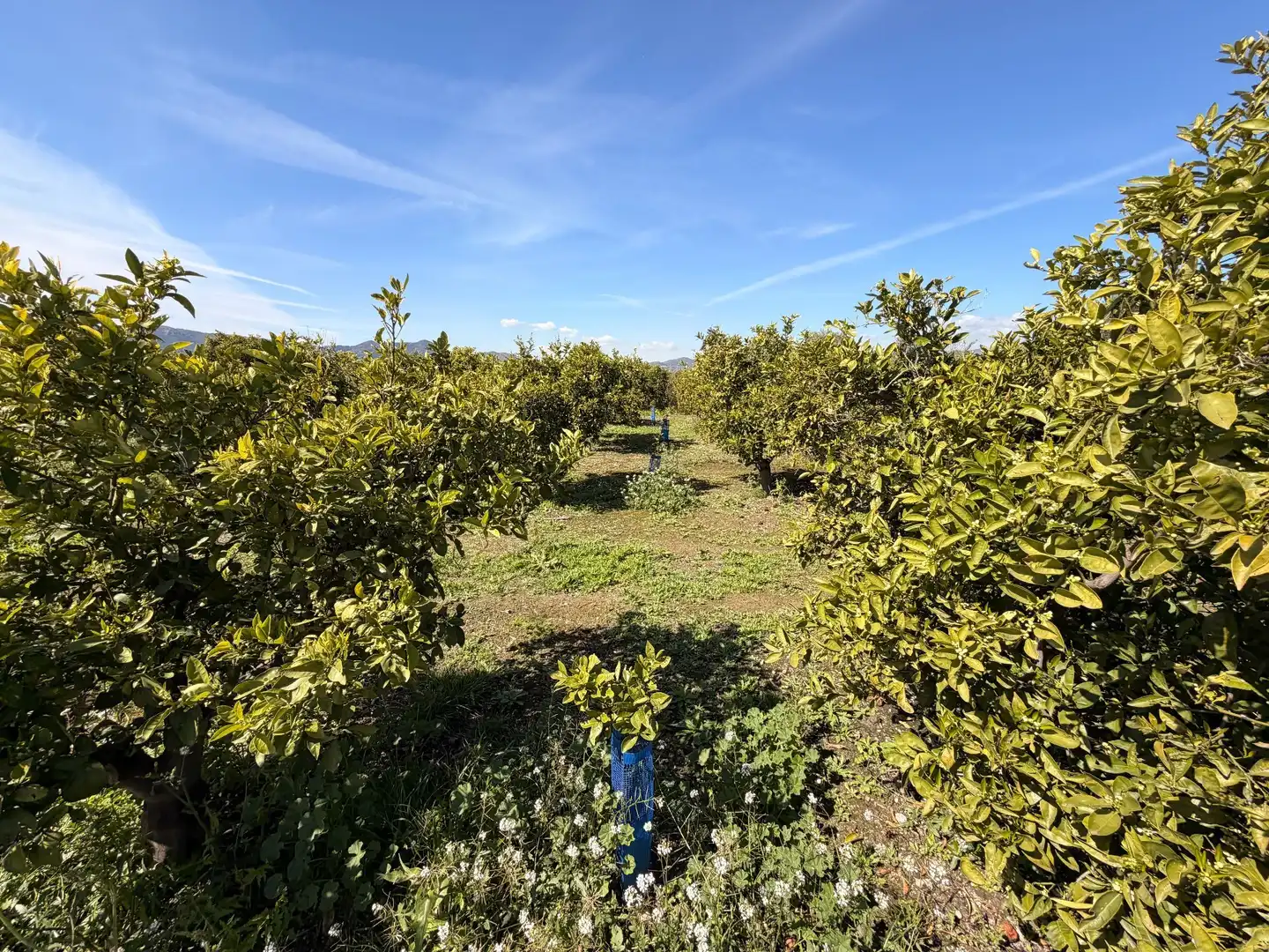 Rural land for sale in Almenara, imagen 6