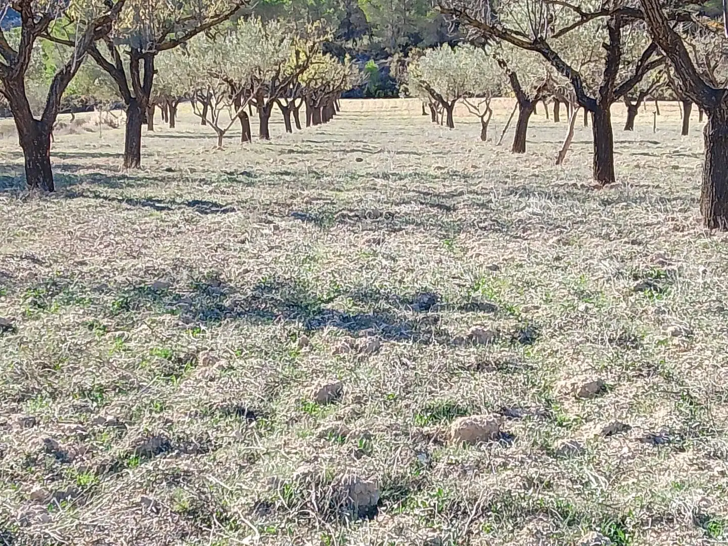 Terreno rustico in vendita a Carrer la Creu, imagen 29