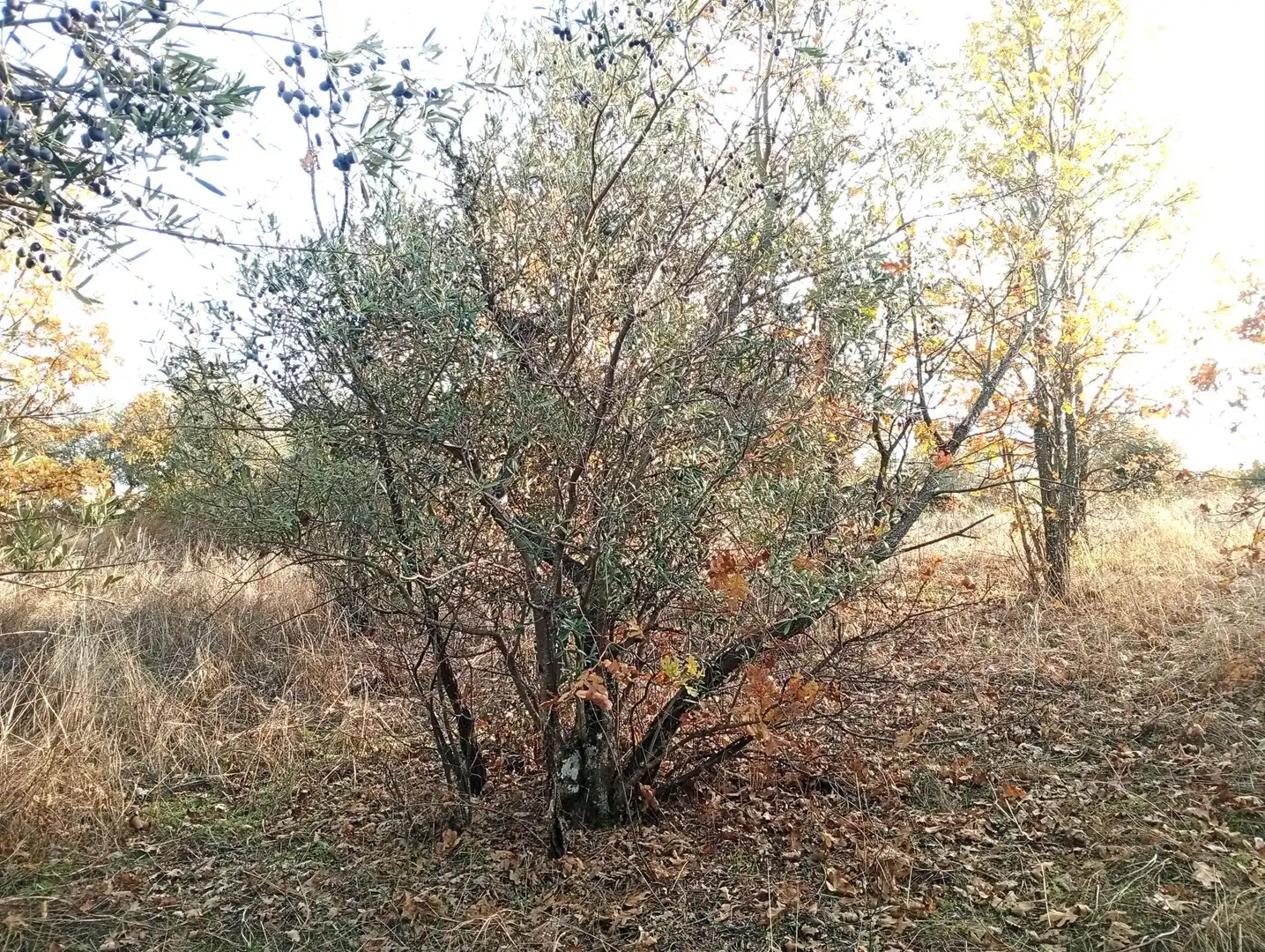 Terreni e lotti in vendita a Viandar de la Vera, imagen 34