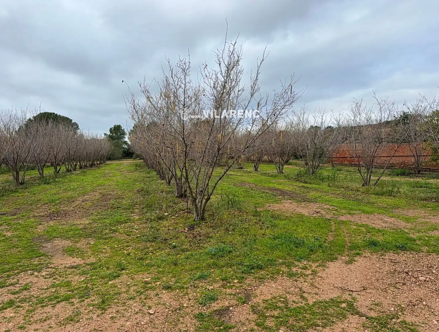 Terrain rustique à vendre à Vallmoll, imagen 23
