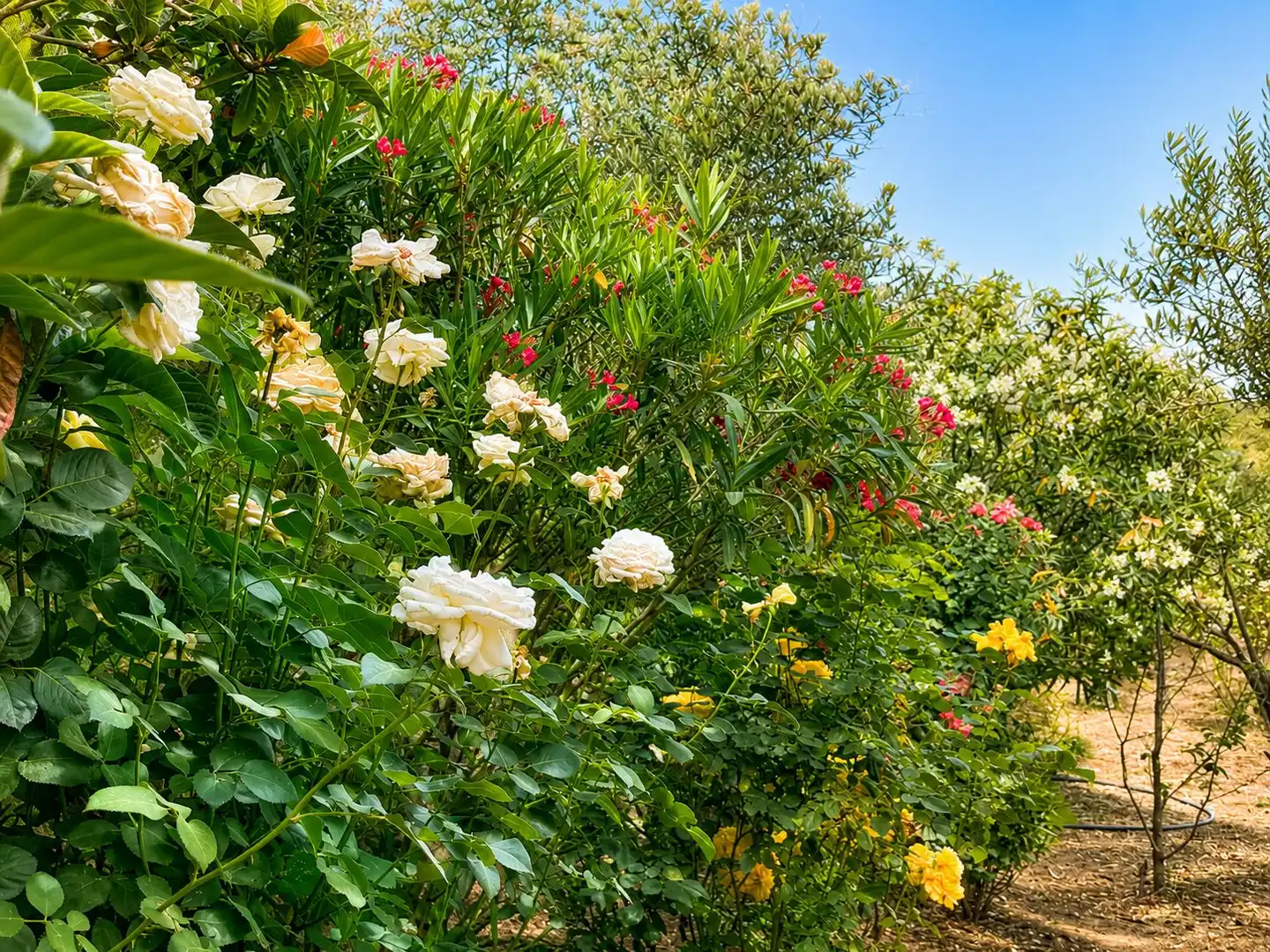 Jardí de Finca rústica en venda en Andújar amb Jardí privat i Terrassa