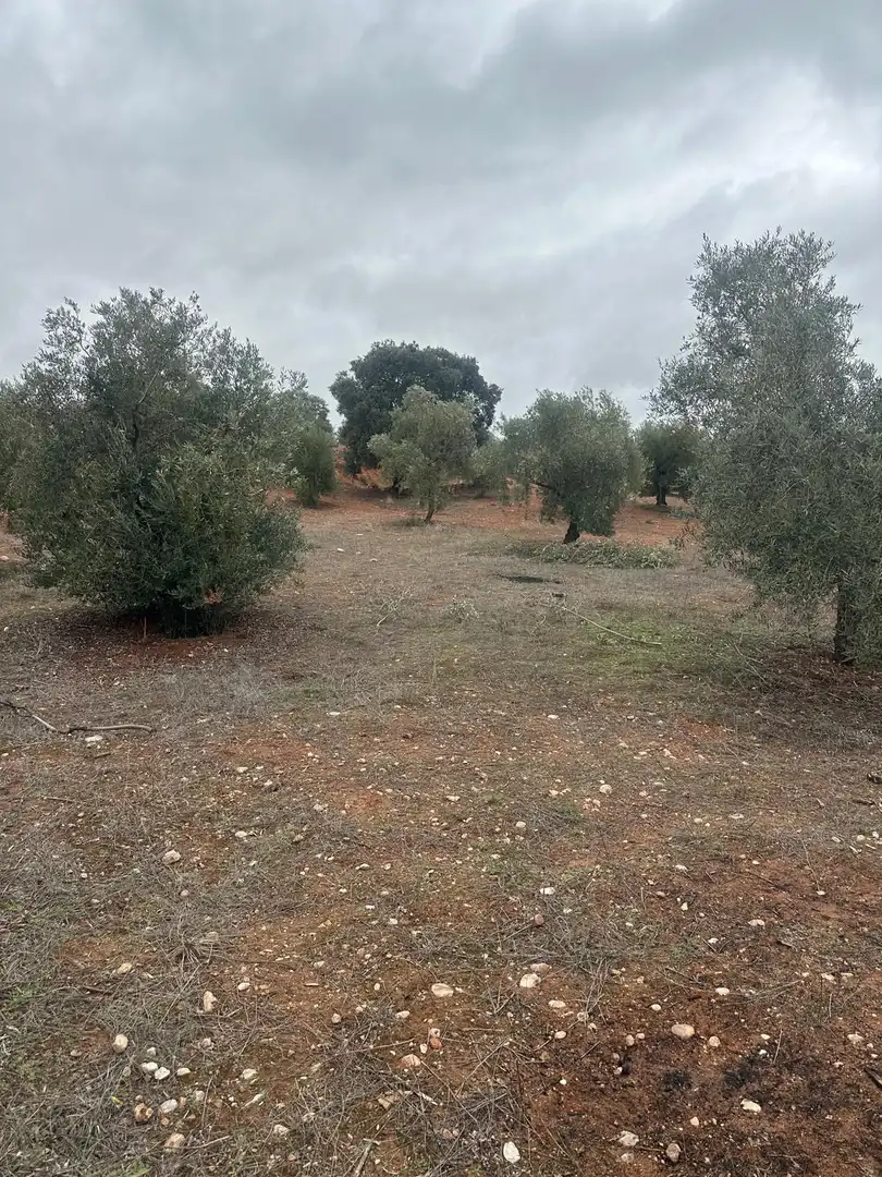 Terreni e lotti in vendita a Cogollos de la Vega, imagen 2