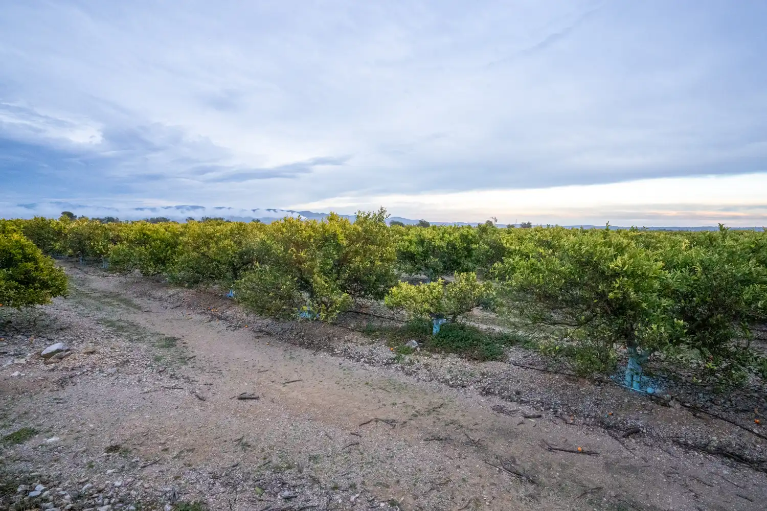 Rural land for sale in Camì Vell de la Galera 75, imagen 9