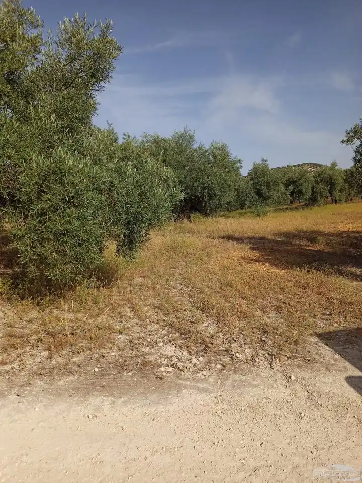 Terrain rustique à vendre à Paraje El Barrancón, Pol.101, Par.183, 66, imagen 3