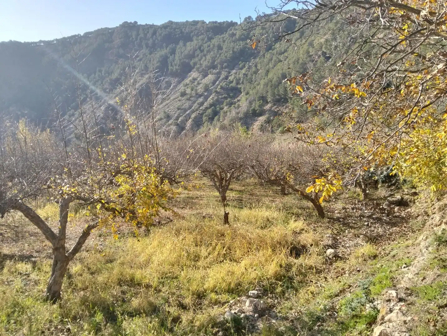 Rural land for sale in Villamena, imagen 8