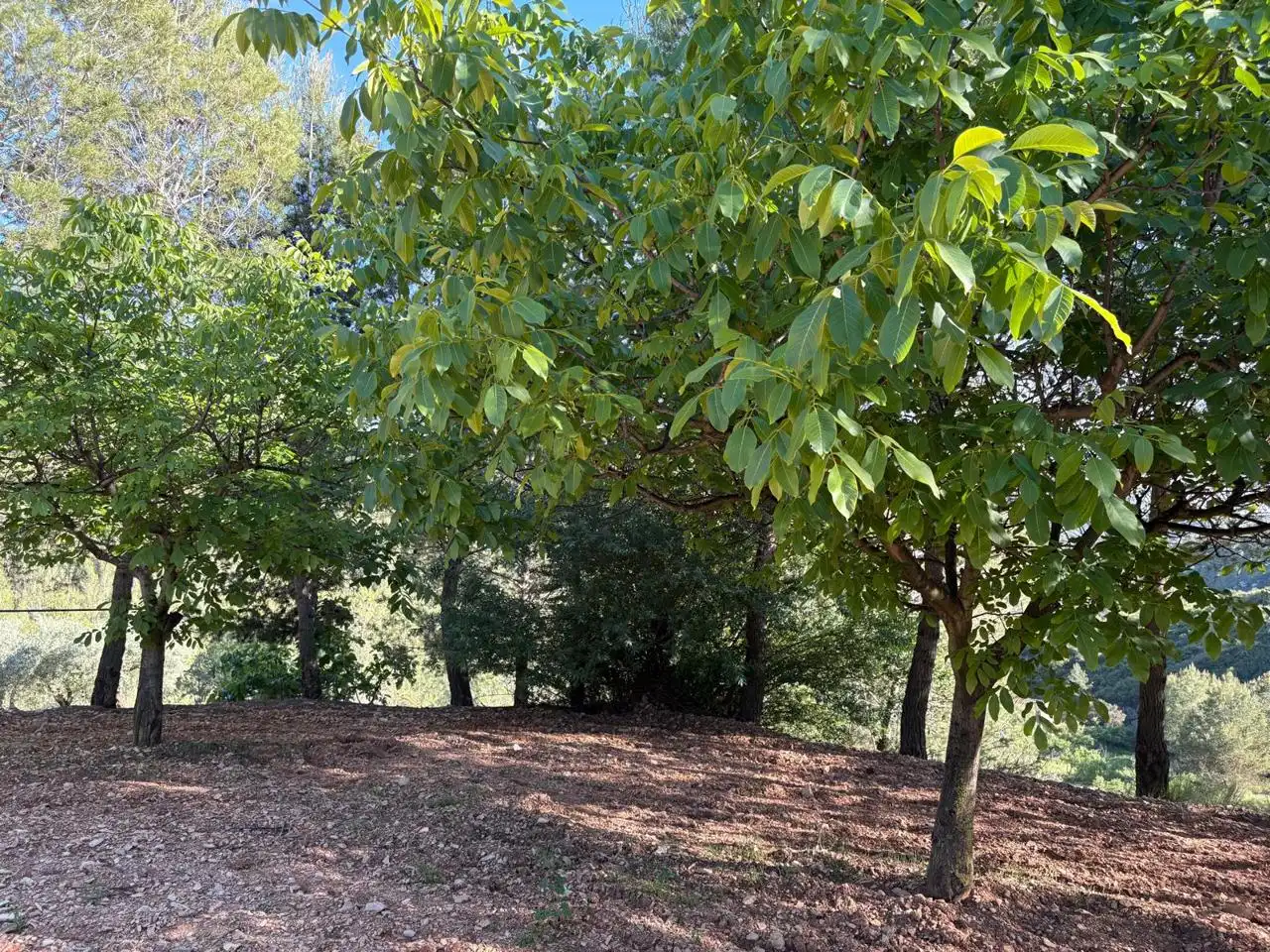 Finca rústica en venda en Buñol amb Jardí privat, Terrassa i Traster