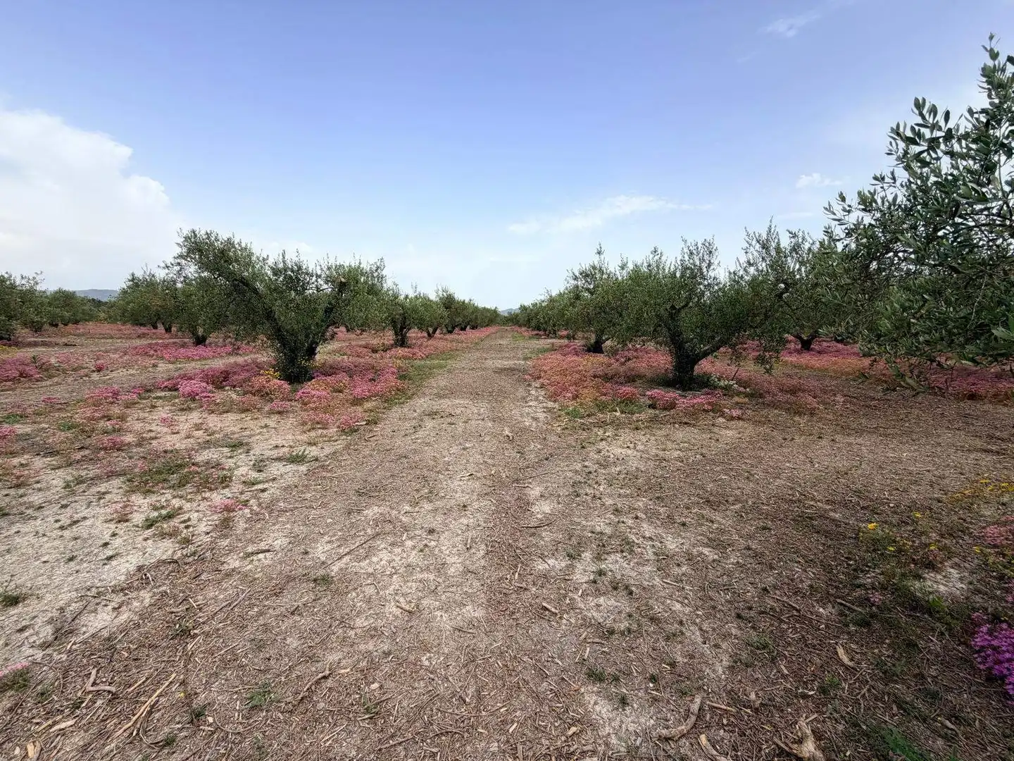 Terreno residenziale in vendita a Albaida