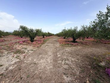 Terreno residencial en venta en Albaida