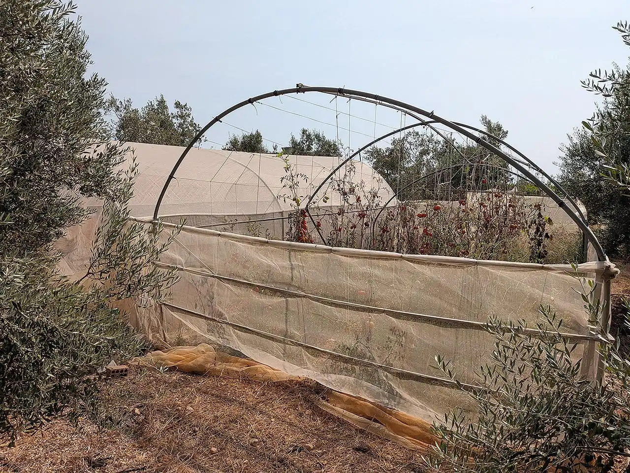 Jardí de Finca rústica en venda en Vinaròs amb Terrassa i Piscina