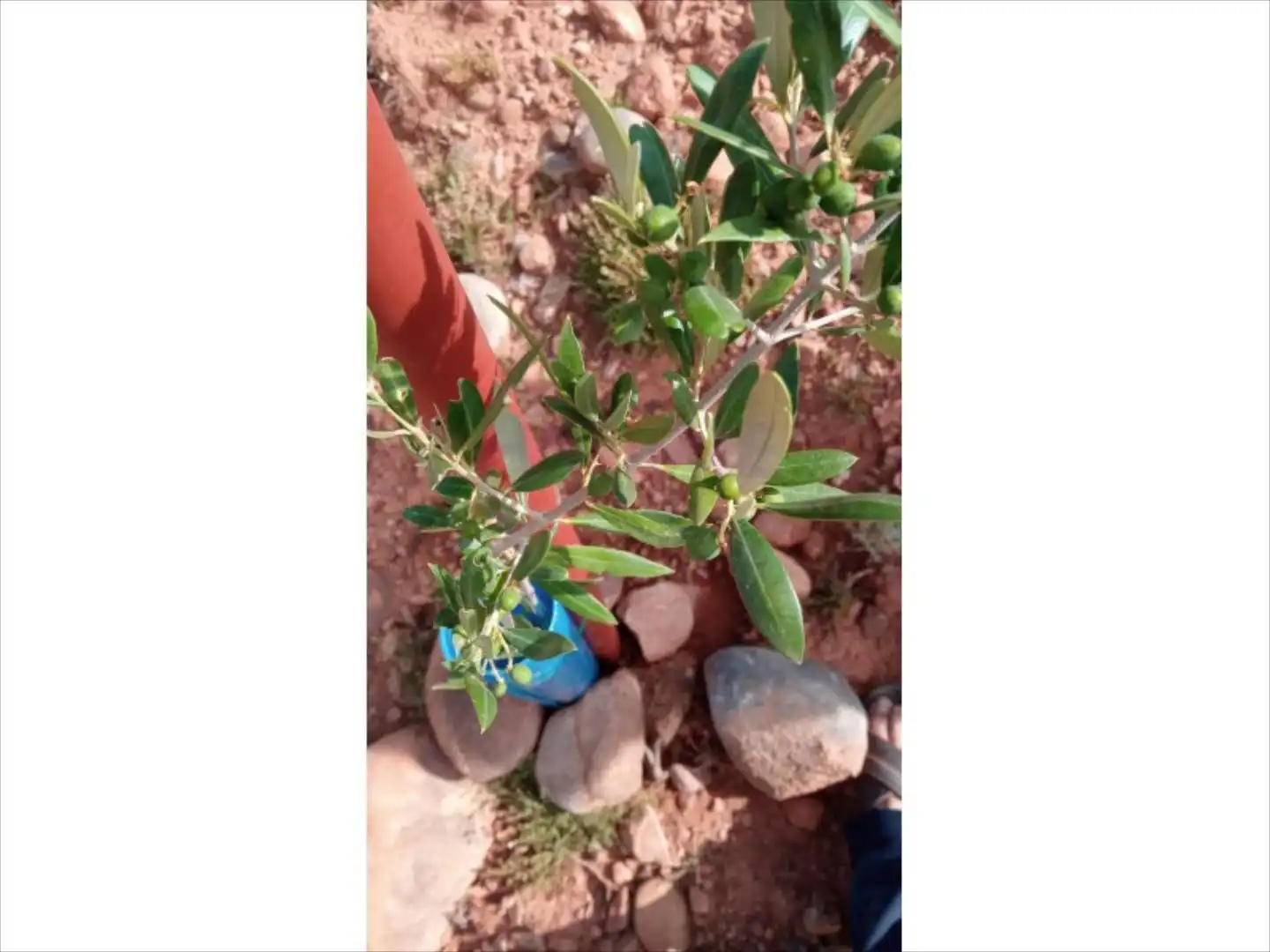 Terreni e lotti in affitto a Clarés de Ribota, imagen 12
