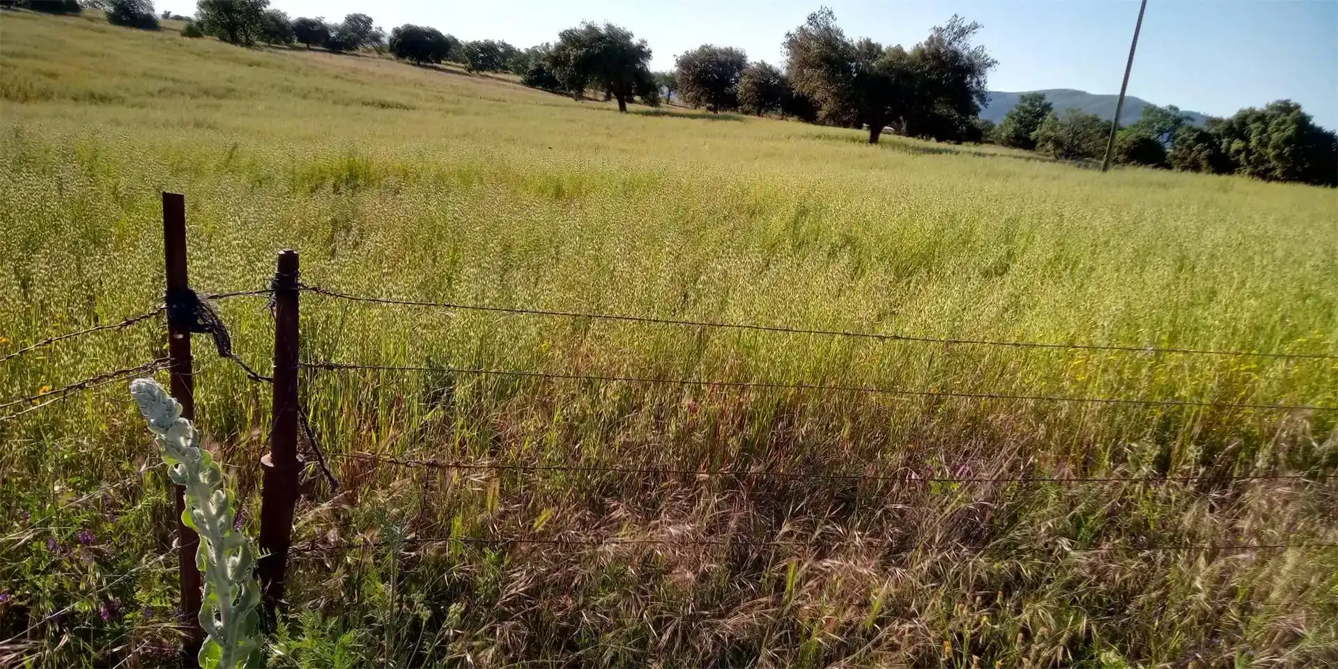 Terreno en venta en Logrosán