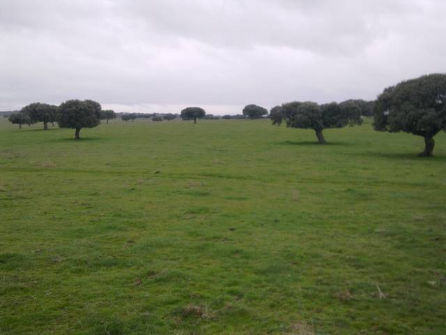 Terreno en Venta en Camino a Puebla de Azaba, 35 en Casillas de Flores