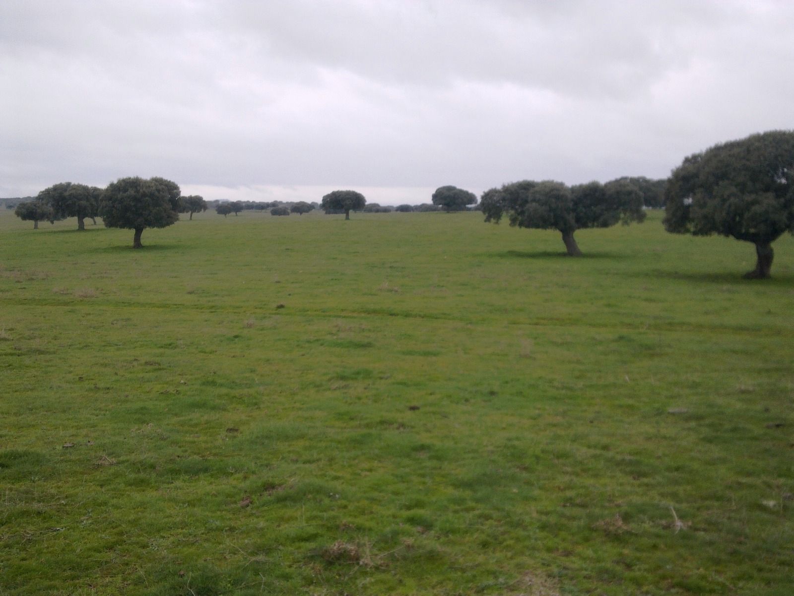 Land for sale in Casillas de Flores