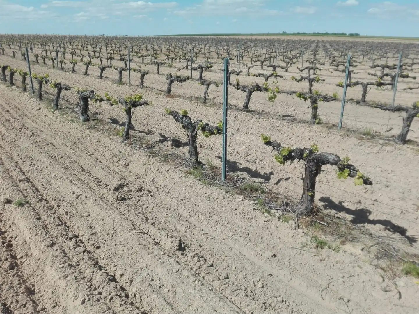 Exterior view of Land for sale in Cazurra