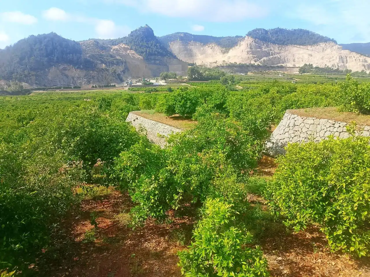 Land for sale in L'Atzúbia