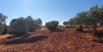 Terreni e lotti in vendita a Buenache de Alarcón, imagen 2
