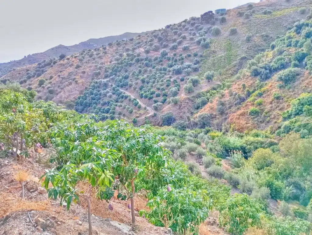 Rural land for sale in El Borge