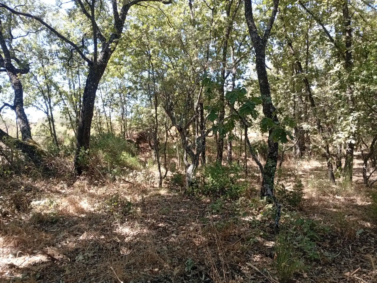 Terreni e lotti in vendita a Villanueva de la Vera, imagen 33