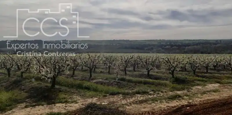 Terreno rústico en venta en Huévar del Aljarafe, imagen 8