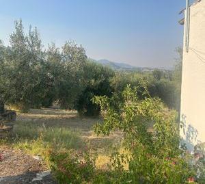 Foto 3 de Finca rústica en venda a Partida de Moreno y Vicenta, Centro, Málaga