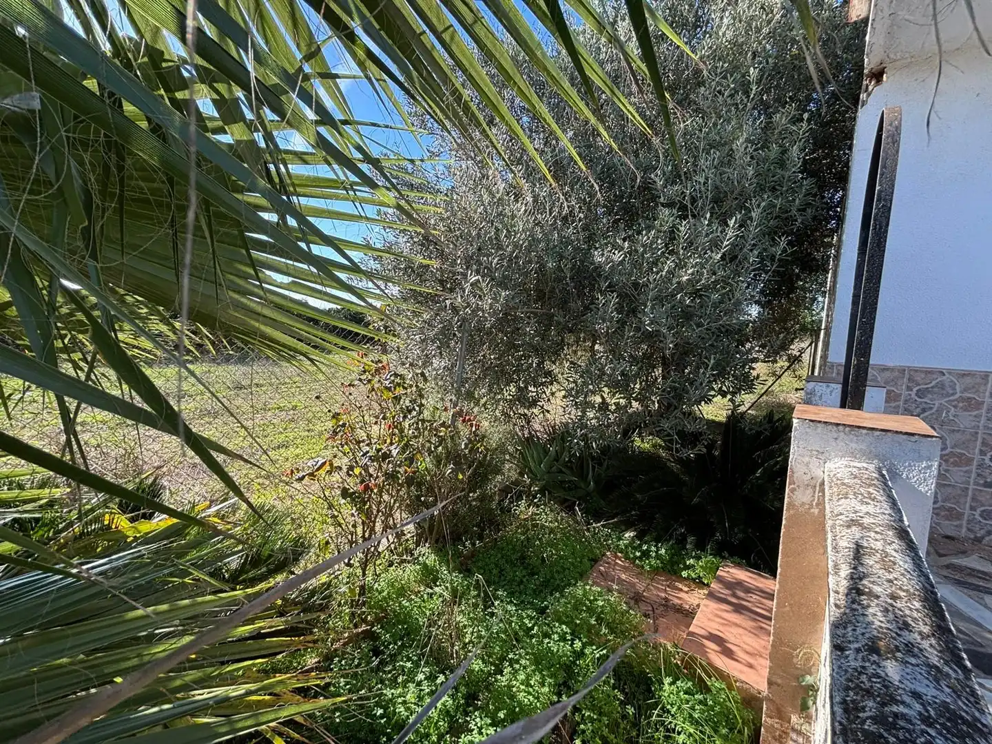 Jardín de Finca rústica en venta en Carcaixent con Jardín privado y Terraza