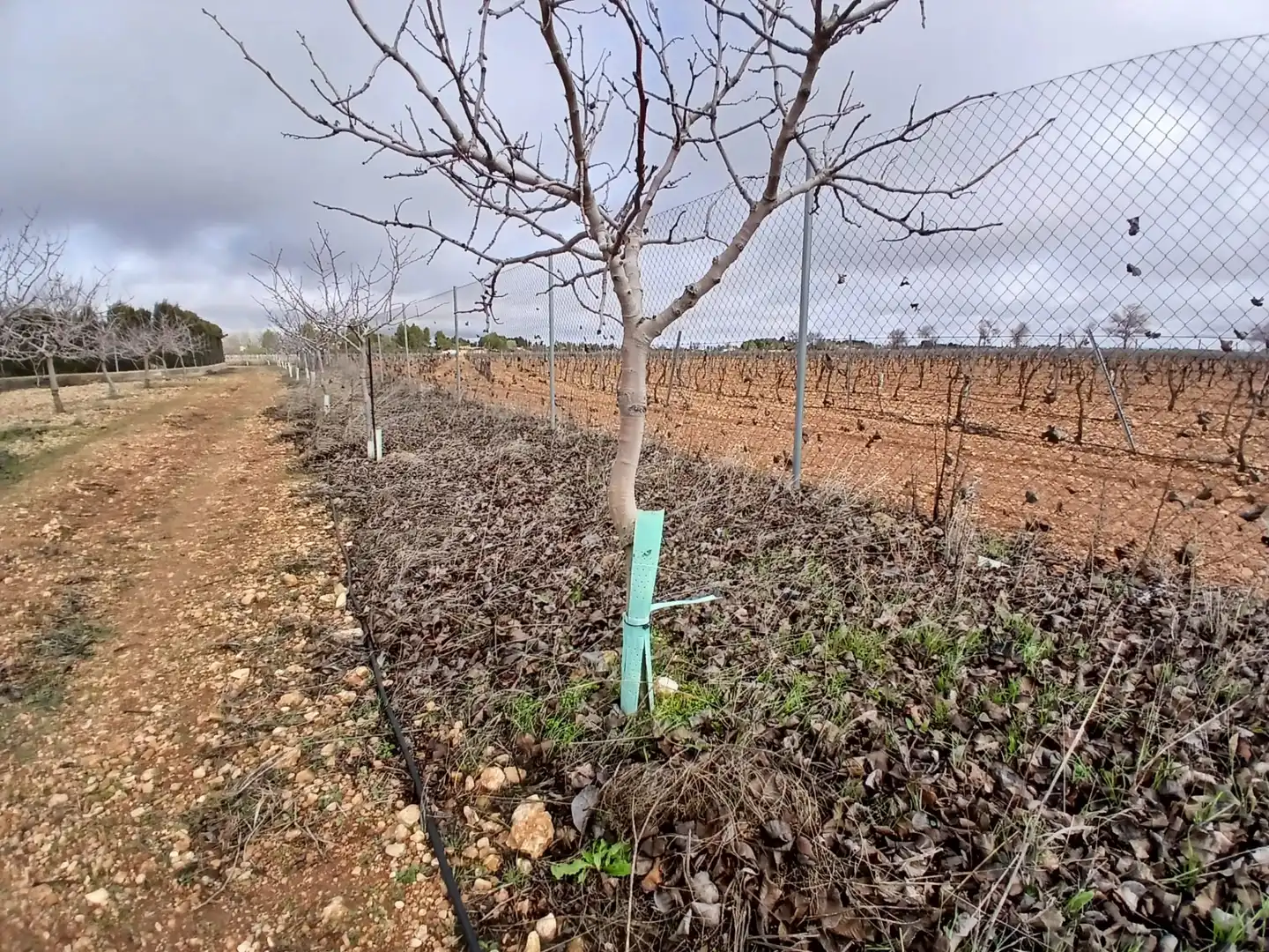 Rural land for sale in Carretera Solana, imagen 7