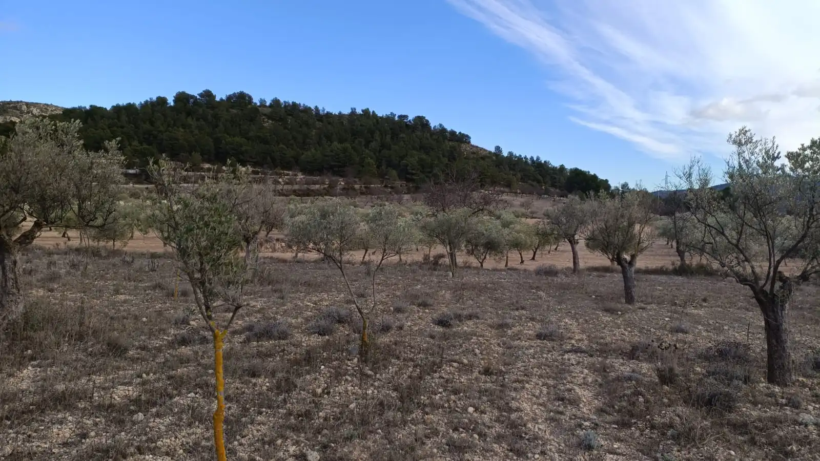 Rural land for sale in CV-799, imagen 4