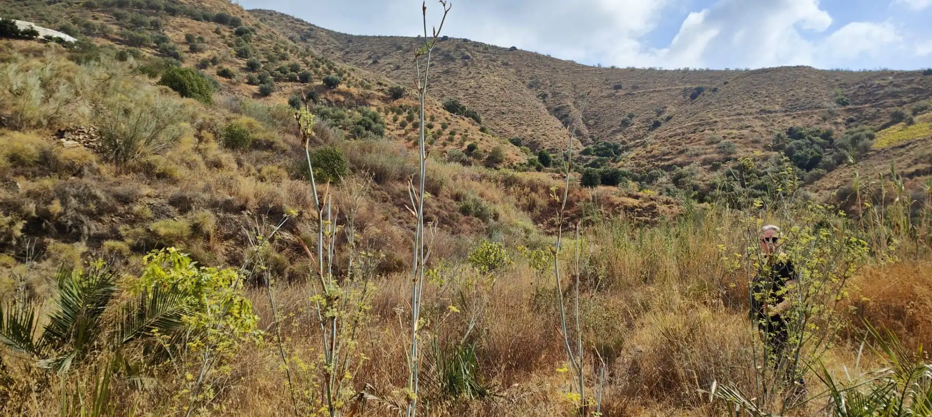 Terrenys i solars en venda a Canillas de Aceituno, imagen 5