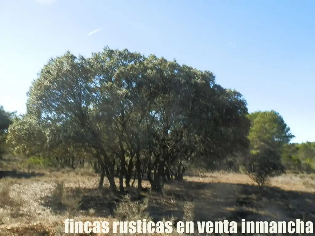Land for sale in Valdeolivas