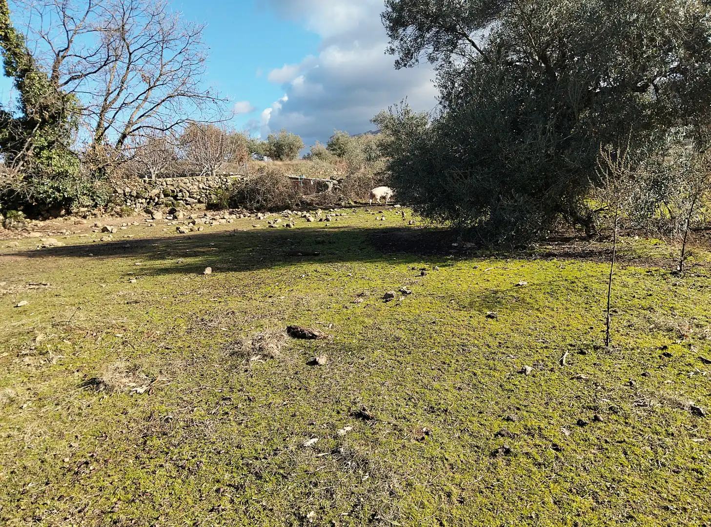 Terreno en venta en Casas del Castañar