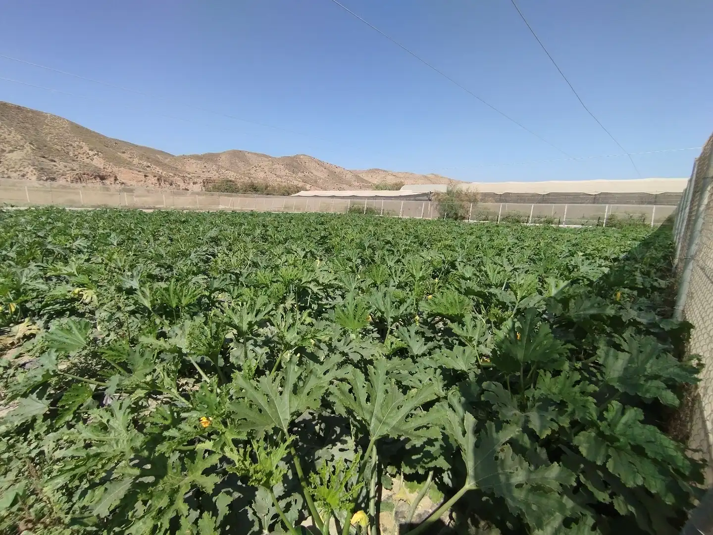 Terreno rustico in vendita a Santa Fe de Mondújar, imagen 26