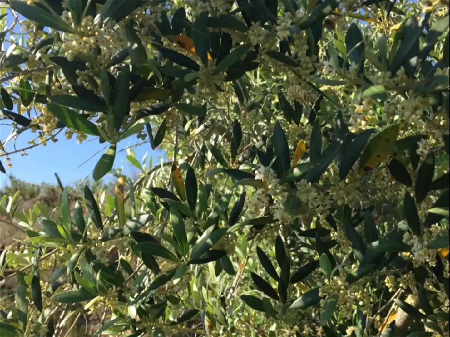 Jardí de Finca rústica en venda en Salomó