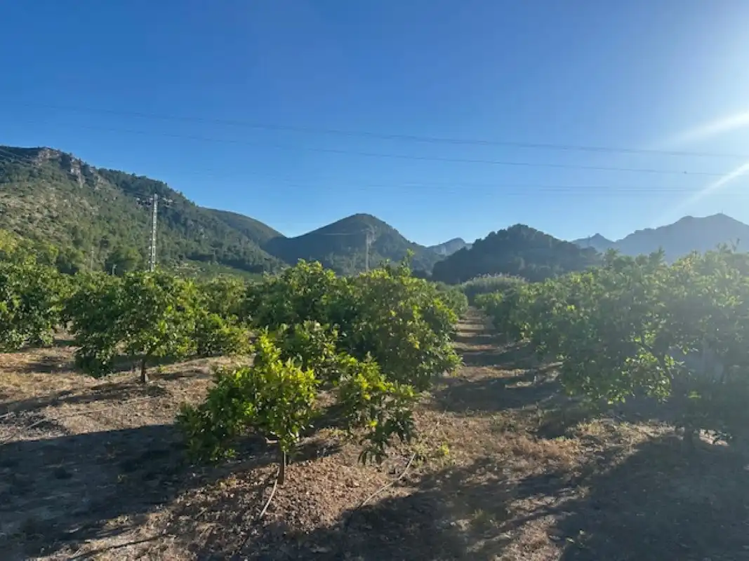Vista exterior de Terreno en venta en Xeresa