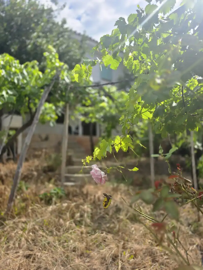 Garden of Land for sale in Vacarisses