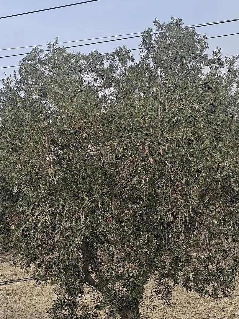 Rural land for sale in Desamparados - Hurchillo - Torremendo