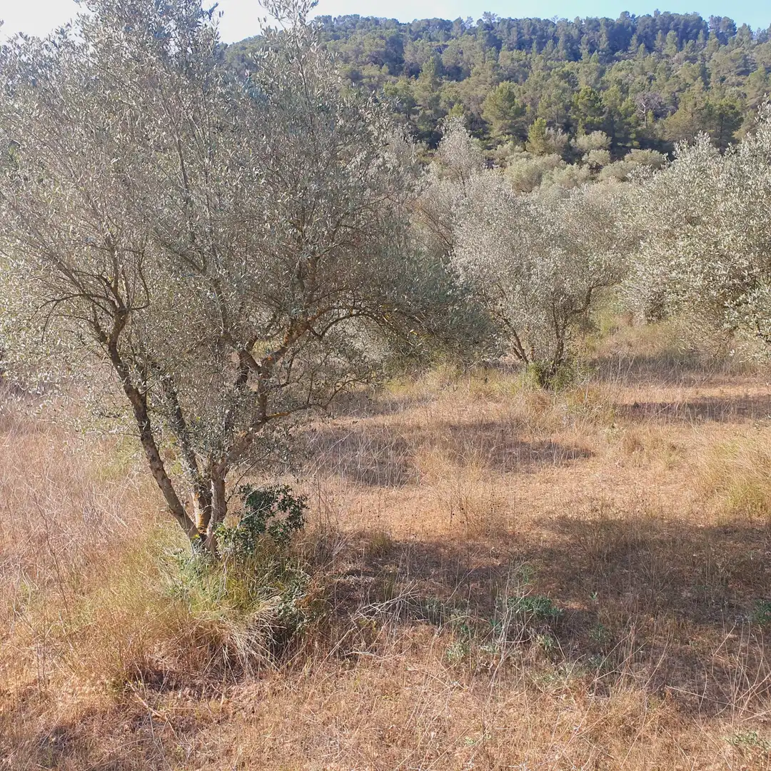 Rustikales Grundstück zum Verkauf in El Pinell de Brai, imagen 48