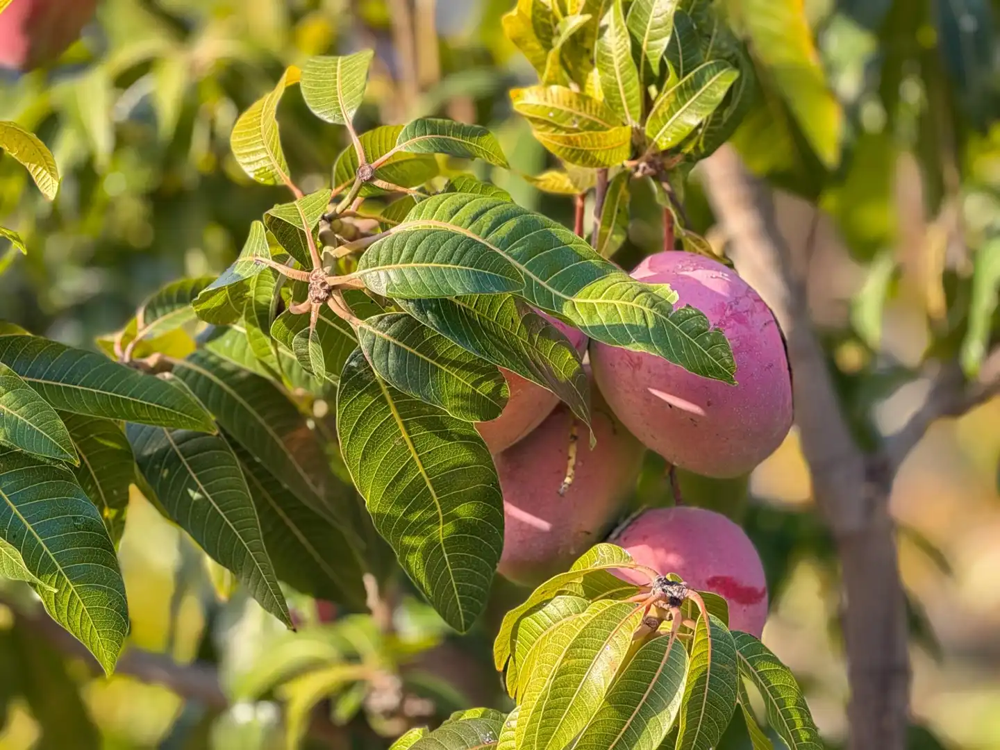Jardí de Finca rústica en venda en Los Guájares amb Terrassa i Traster