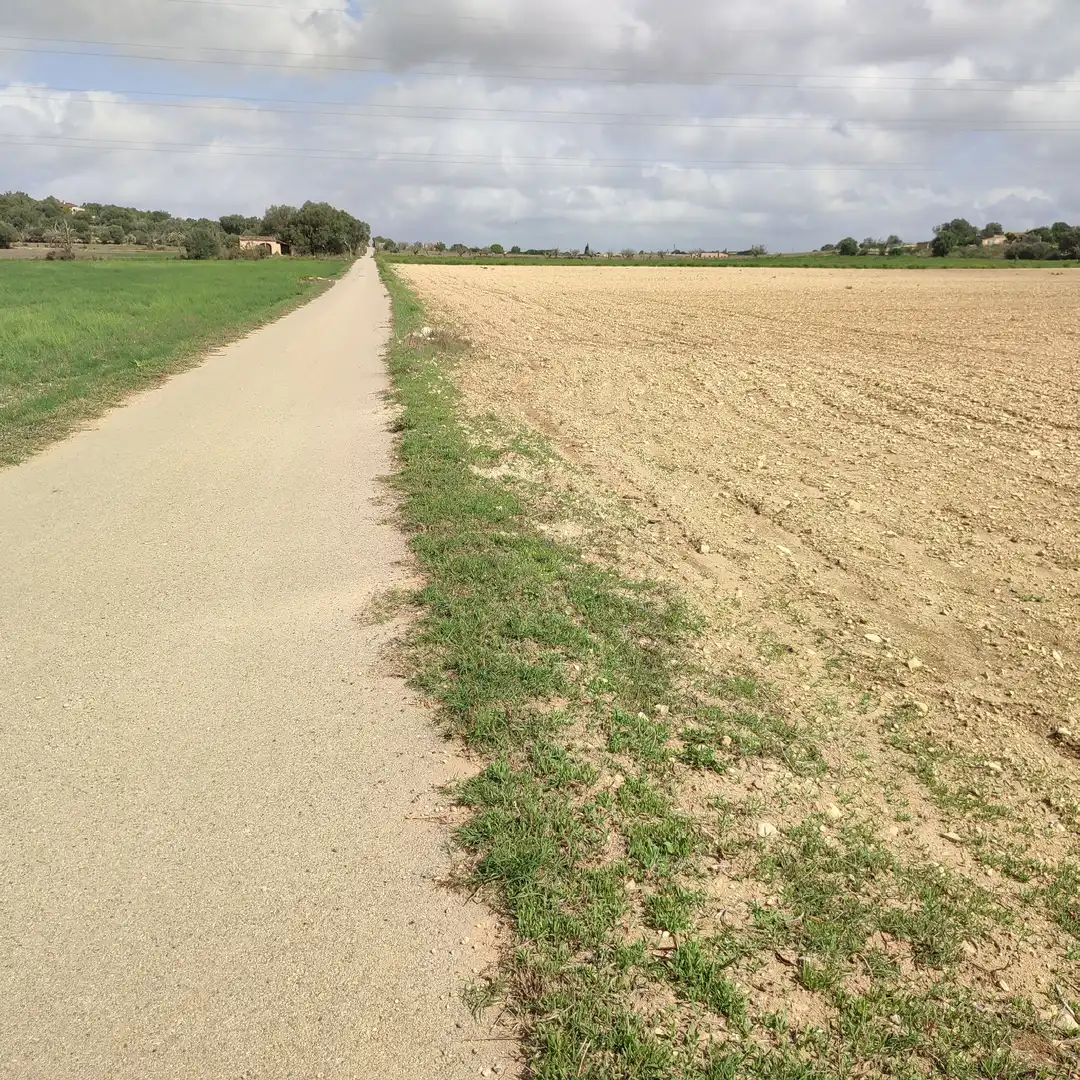 Rural land for sale in Vilafranca de Bonany, imagen 3