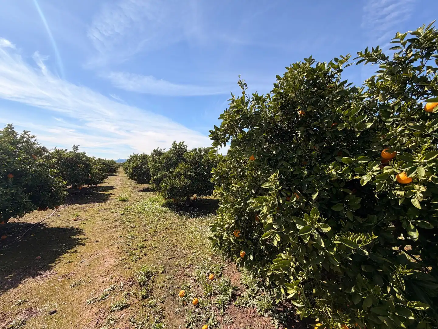 Rural land for sale in Almenara, imagen 22
