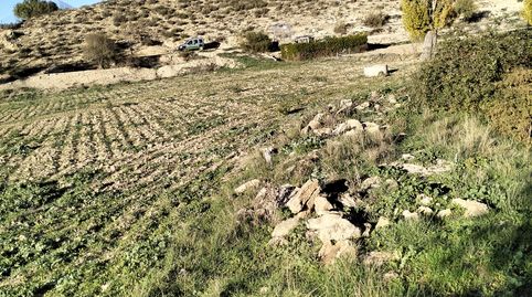 Huerta al lado Del Rio Corcoles, immagine 3