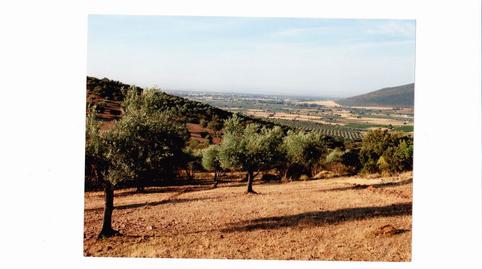 Foto 5 de Finca rústica en venta en Centro - Plaza Mayor, Ciudad Real
