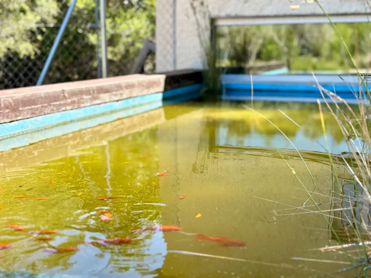 Piscina de Casa o xalet en venda en Cheste amb Aire condicionat, Calefacció i Jardí privat
