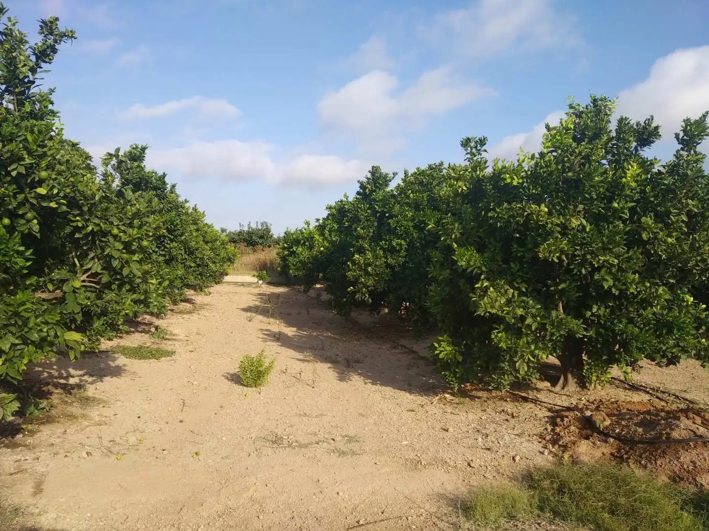 Lands and plots for sale in Favara, imagen 11